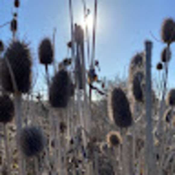 Meet your Posher, Destiny - Picture 1 of 1